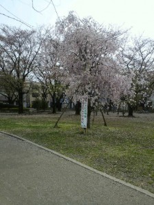 しだれ桜にはまだ散らず花が付いている